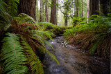 Fototapeta Miasta - Redwood Forest Landscape in Beautiful Northern California