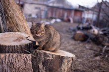 The Cat Is Sitting On A Wooden Log. Tabby Cat