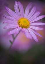 Close Up Of Purple Daisy Blooming With Morning Dew Drops During Spring. Beautiful Floral Background.