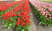 Beautiful Tulips, Tulip Festival, Skagit Valley, Pacific Northwest, Washington State.