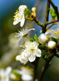 Fototapeta Pomosty - close-up of a branch with white cherry blossom against a blue heaven. Location: Itterbeck, Germany