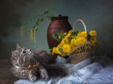 Spring Still Life With Dandelions And Cute Kitty