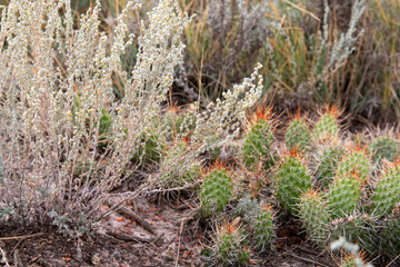 Three species of cacti are native to Alberta. The two prickly pear species are the most common, and most of our selections are derived from these. Both are extremely hardy, being found throughout the 