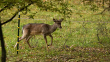 Young Fallow Deer Buck Trapped By Electric Fence On Pasture