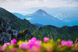 Fototapeta Na ścianę - Rhododendron flowers covered mountains meadow in summer time. Orange sunrise light glowing on a foreground. Landscape photography