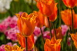 Fototapeta  - Spring field of colorful tulips