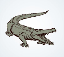 Crocodile. Vector Drawing