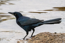 Black Bird (grackle) By The Water