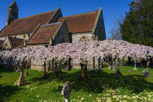 Pink And White Blossom Fills The Flattened Branches Of An Aged Sculptured Tree In A Village Church Grounds 