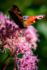 Sticker - Butterfly peacock eye on a flower.