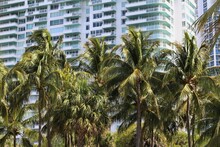 Large Row Of Palm Trees Bunched Together In Front Of A Condominium Apartment Building. Tropical Setting.