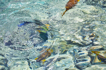 Crystal turquoise water of the Red sea. Background of the Red Sea water surface. Top down view of the vivid fish under the crystal clear water surface of sea. Waves on the azure surface of the Red Sea