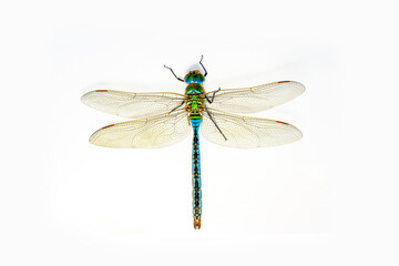 extreme macro shots, showing of eyes dragonfly detail. isolated on a white background.