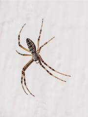 The Argiope Bruennichi