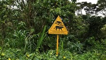 Yellow Road Sign Warning Animals Crossing Big Cat And Monkey Costa Rica Monteverde Cloud Forest 