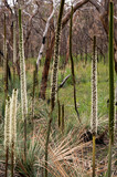 Fototapeta Lawenda - xanthorrhoea australis flowering  in natural state