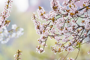Sticker - Plum blossom in spring
