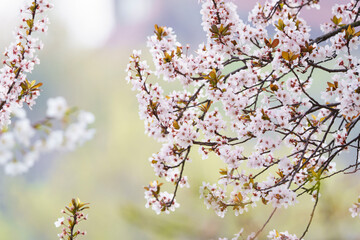 Wall Mural - Plum blossom in spring