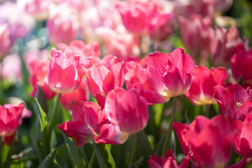 Wall Mural - Beautiful bouquet of tulips. colorful tulips. nature background