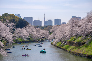 Wall Mural - 東京都千代田区九段にある千鳥ケ淵に咲く桜