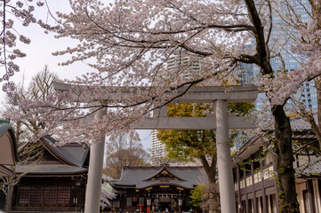 Poster - 東京都新宿区西新宿にある新宿中央公園に咲く桜