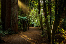 Redwoods Forest Walk In Rotorua, New Zealand 