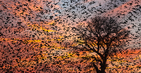 Poster - Beautiful large flock of starlings at amazing sunset - The natural phenomenon 
