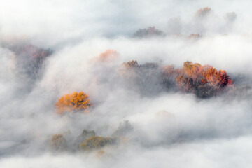 Poster - Autumn forest wrapped by mist at dawn 