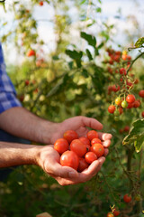 Close up farmer hands holding in his hands fresh organic tomatoes near a plant with tomatoes. Healthy food