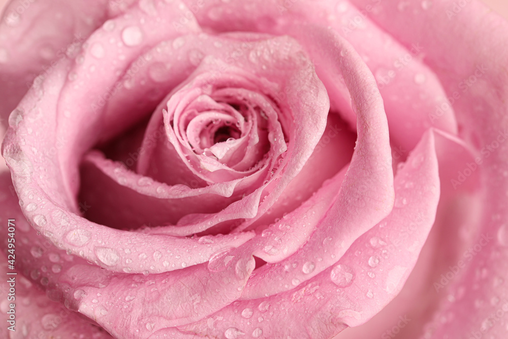 Beautiful pink rose flower with water drops as background, closeup ...