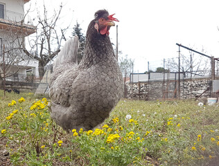 hen grey freerange chicken poultry