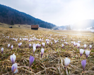 Wall Mural - crocusses blooming on an alpine meadow in bavaria, germany
