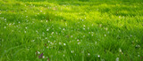 Fototapeta  - Płatki jabłoni na tle jasno zielonej trawy
