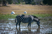 Zebra And Cattle Egret In Okavango Delta Of Botswana, Southern Africa.