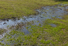 Large Puddle On A Green Clearing After A Spring Rain