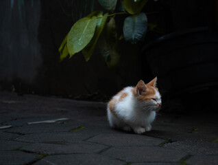 Close up of Orange-white baby cats