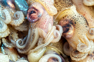 Fresh squid, octopus. Raw whole calamari. Cuttlefish Seafood. Full frame Close-up Background of Undersea Food