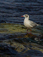 Wall Mural - Seagull stand on a rock near the ocean surf in the water. The black-headed gull (Chroicocephalus ridibundus) lives in grassland, wetland and marine coastal in Europe and east coast of America.