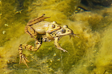 Wall Mural - Frogs in coupling