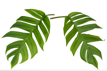 Wall Mural - Two tropical jungle Monstera leaves isolated, Swiss Cheese Plant