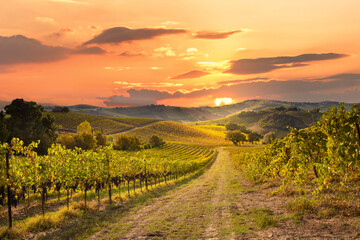 Vineyards and winery in autumn lit by sun