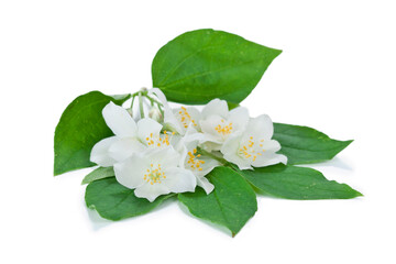 Canvas Print - Mock-orange (Philadelphus) flowers with leaves isolated on a white background.