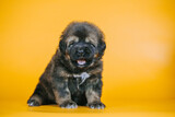 Fototapeta Psy - Tibetan mastiff 1 month puppy posing in studio yellow background. Pure breed mastiff  from kennel