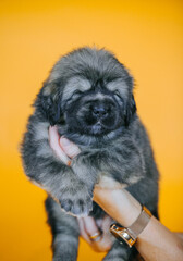 Tibetan mastiff 1 month puppy posing in studio yellow background. Pure breed mastiff from kennel