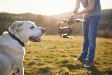 Cute dog (labrador retriever) posing for filming on meadow at sunset. Videographer holding gimbal with camera.