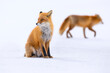 Red fox in winter, Japan. Red Fox in winter landscape. Japanese winter landscape with the animal.
