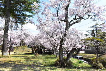 Canvas Print - 伊那市高遠の桜