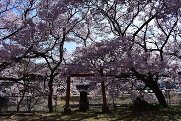 Canvas Print - 伊那市高遠の桜