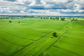 Wall Mural - green wheat field in poland. agriculture in poland.