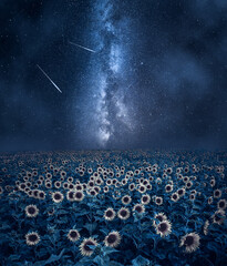 Wall Mural - milky way over sunflower field. agriculture by night in poland.